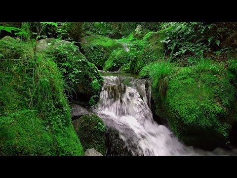 Forest Stream - Relaxing River sounds - Relax/ Sleep/ Study -3 Hrs