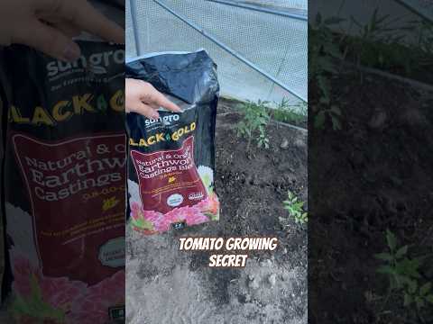 Today on the Homestead: Secret to Thriving Tomatoes | Worm Castings Garden Magic #shorts