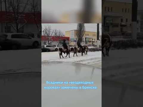 Всадники на вездеходных коровах замечены в Брянске