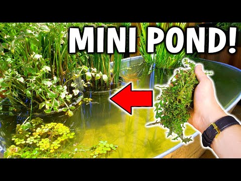 Your Outdoor MINI POND NEEDS This! Easy Deck Pond Completed | POND SEASON 3