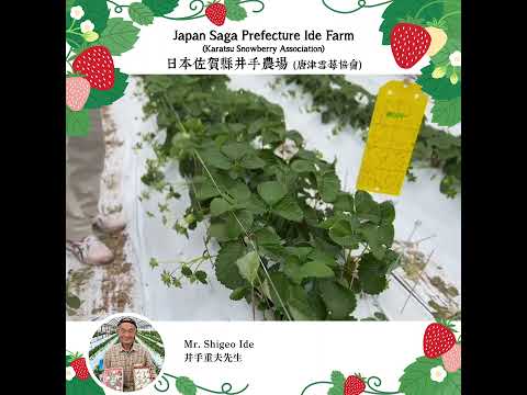 【「Direct from Farm」農園直送：粒粒新鮮香甜 |  “Direct From Farm”: Sweet & Juicy Fresh Strawberries 】－下集 EP2