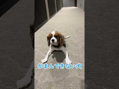 #shorts がまんできない犬