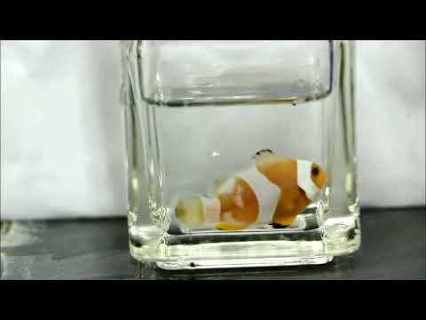 人工美人魚公子小丑Mermaid Ocellaris Clownfish（Captive-Bred，Hybrid） use2k