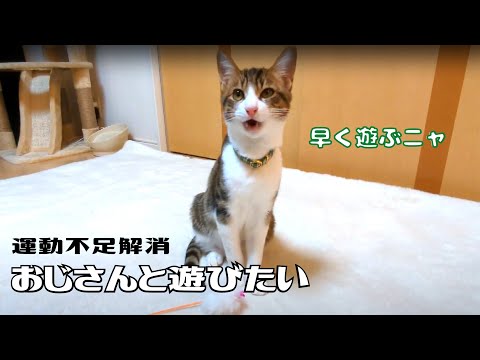 猫好きおじさんが保護猫の運動不足解消してみた