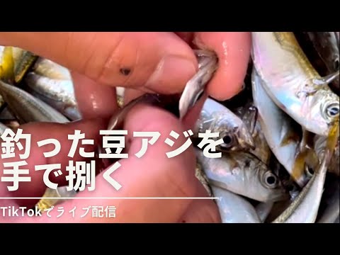 大量の豆アジも手で捌けばすぐに終わる！釣った豆アジをライブ配信で捌いていく