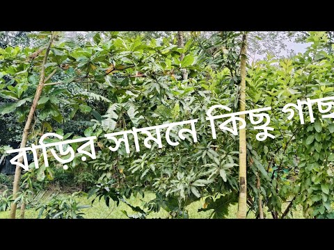 বাড়ির সামনে কিছু গাছপালা