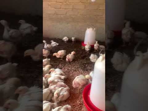 How to save money in broiler farming #chicken #broilerfeed #broilerchickenfarming #southafricanfarm