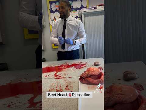 Beef Heart🫀Dissection #teacher #science #heart #beef #school #learning #biology #classroom