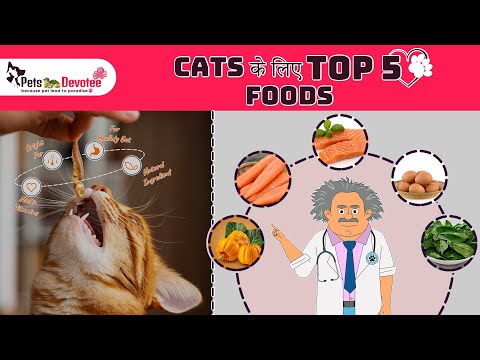 क्या आप जानते हैं?Cats के लिए सबसे Safe & Healthy Foods |  Top Healthy Cat Food