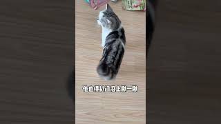 你家逆子爱你吗🤪#科学养宠攻略 #铲屎官的乐趣 @抖音小助手   抖音