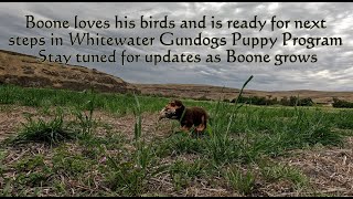 Boone 8 week old Field Bred English Cocker Spaniel Puppy on his First Field Retrieves on live Quail