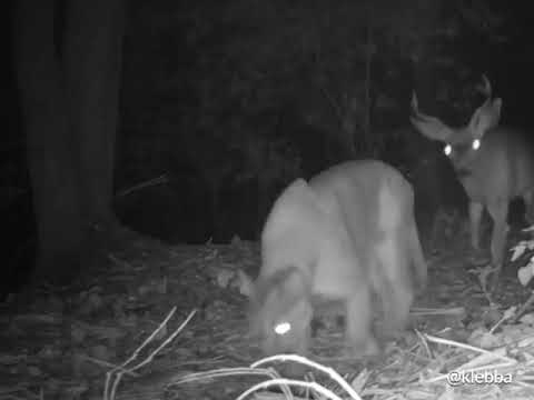 トレイルカメラに映る🐆🦌夜間徘徊ヒョウとシカのペア