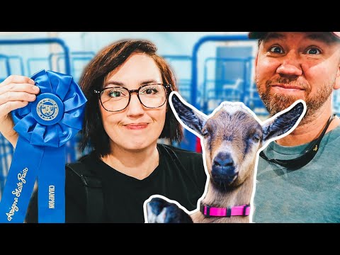 We WON Grand Champion! 🏆 (Arizona State Fair ~ Dairy Goat show)