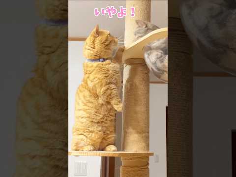 秒速で諦めるパパ猫がかわいすぎる #猫 #マンチカン #shorts