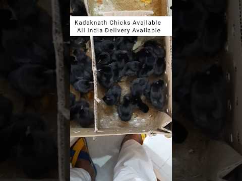 Kadaknath Chicks Available || Kadaknath for Sale || #kadaknathchicken #shorts #shortsfeed