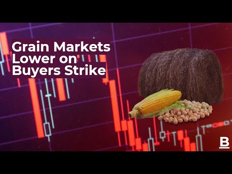 Grain Markets Lower on Buyers Strike