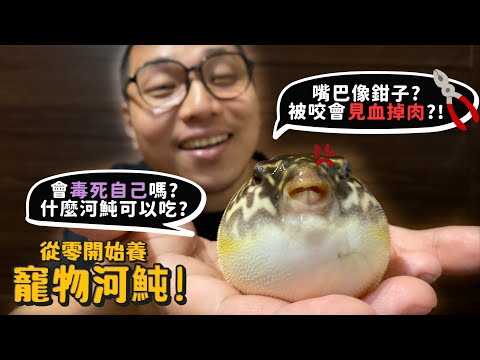 【從零開始養】寵物河魨!會毒死自己嗎?嘴巴像鉗子?被咬會濺血掉肉?膨脹到什麼情況會死?個性很陰險?【許伯簡芝】