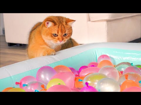 Do Cats Like Water Balloon Pool? | Compilation