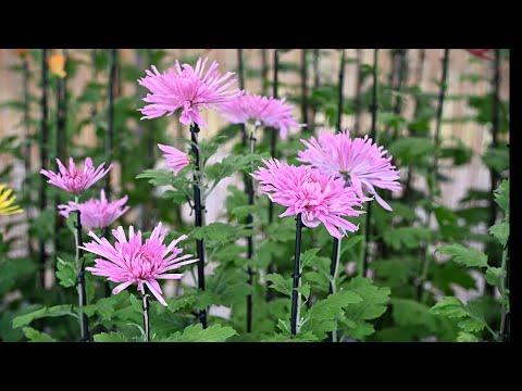 「お苗菊」　丹波篠山市菊花展