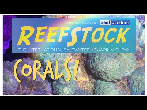 Corals of ReefStock Australia 2019