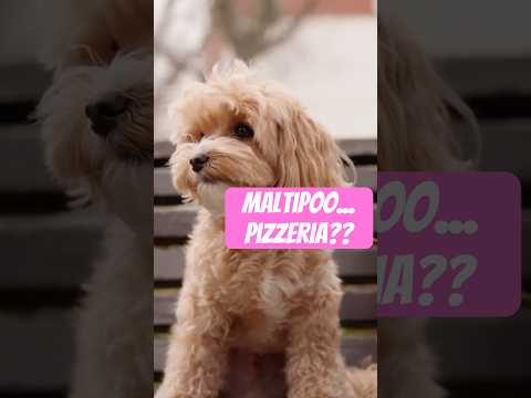 Maltipoo Pizzeria: A Doggone Adventure