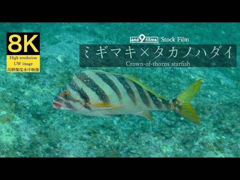 【8K 水中映像】ミギマキ（タカノハダイとの交雑種） / Redlip morwong / Cheilodactylus zebra