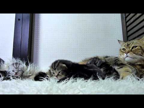 Amazing Mother Cat and  Cute Baby meowing Kittens | 1 Hour Live Video