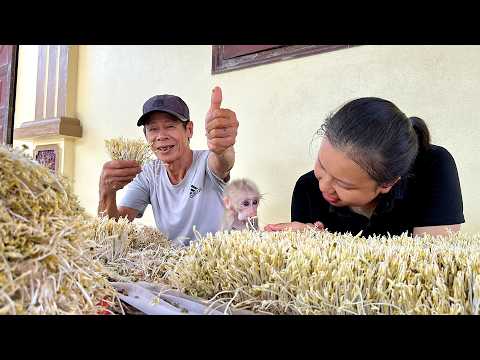 Baby monkey with Grandpa and Mom grows bean sprouts at home, quick to harvest and easy