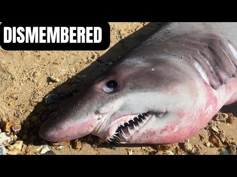 SHARK NEVER SEEN BEFORE IN UK WATERS - BEHEADED? Lepe Beach Hampshire 🦈