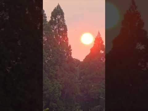 【癒し動画】熊本県玉名市　とんぼ　茜空　#長渕剛　#nature 　#sunset 　#shorts