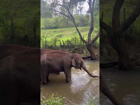 🐘💦 #elephant drinking water