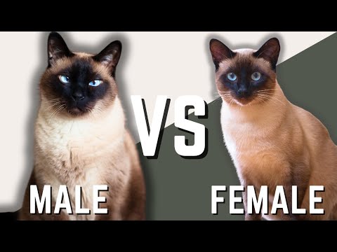 Male Siamese vs Female Siamese Cat