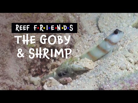 The Goby and The Shrimp - Meet the Locals [Great Barrier Reef]