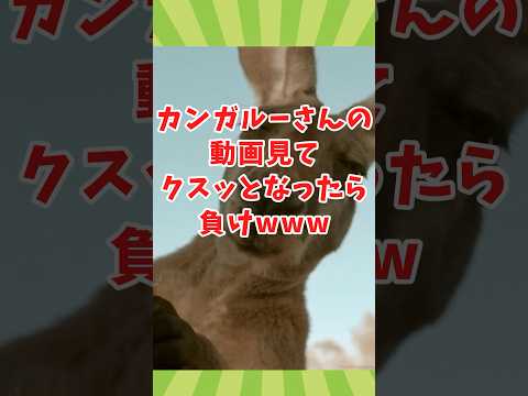 カンガルーさんの動画見てクスッとなったら負けwww　#2ch動物スレ #動物 #shorts #2ch