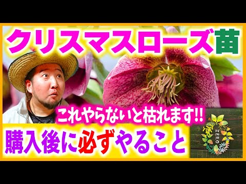 【最新版】クリスマスローズの正しい植え替えと育て方【ガーデニング】【園芸】【初心者】