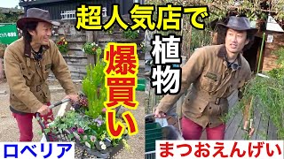 【最後の散財】関西超人気店舗でお金あるだけ植物買います　　                           【カーメン君】【園芸】【まつおえんげい】【ロベリア】