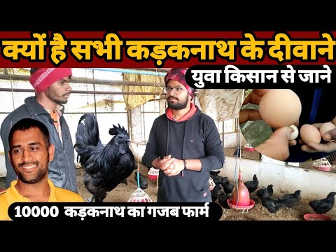 kadaknath murga farm | poultry farming | poultry farm | chicken farm