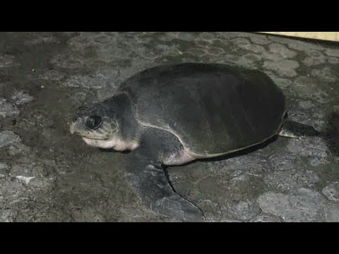 【衝撃】ヒメウミガメの産卵⁇ 家の前に巨大なヒメウミガメ現る‼  バリ島では、ヒメウミガメは、珍しい‼ A big turtle visited to my home in amed bali