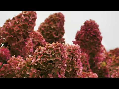 Calm Down & Relax, Fresh Garden, Sleep Meditation, Fall Asleep With Rain Sounds | Thunder Sounds.