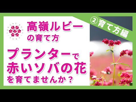 高嶺ルビーの育て方②育て方編～プランターで赤いソバの花を育てませんか？～