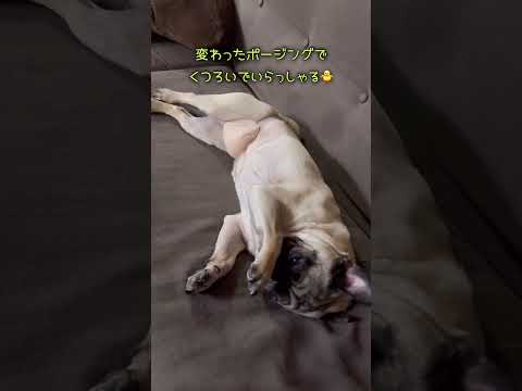 おぉ、こんなくつろぎ方のドン👀‼️あんまりみないね… #pug #パグ #パグのいる家