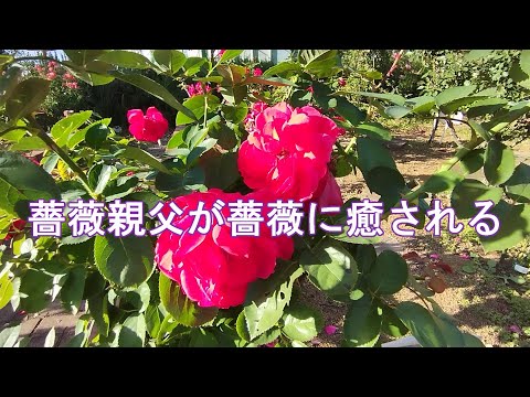 薔薇親父が薔薇に癒される Beautiful roses