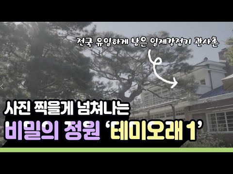 [대전 가볼만한곳] 드디어 문을 연 비밀의 정원, 옛 충청남도 관사촌 '테미오래'