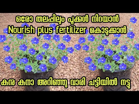 ഈ  fertilizer കൊടുത്താൽ ചട്ടി നിറയെ പൂക്കൾ തിങ്ങി# bluedaze plant # Kerala garden ideas