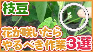 【green soybeans】How to take care when the green soybean flowers bloom !