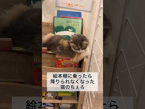 絵本棚に乗ったら降りられなくなった猫のちぇろ #shorts #cat