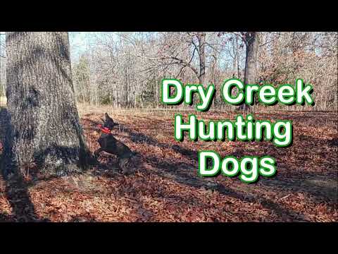 Dry Creek Hunting Dogs With Ranger 12 12 2023