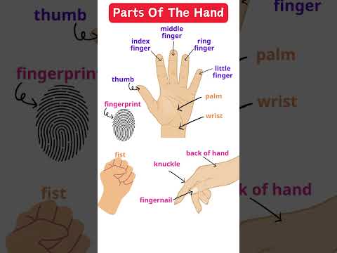 Parts Of The Hand: thumb, index/middle/ring/litter finger, fist, knuckle, fingernail, fingerprint