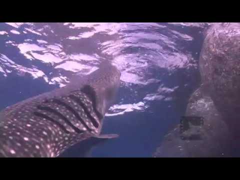 Pelagic Productions - Whale Sharks - Cenderawasih Bay, Papua Province, Indonesia