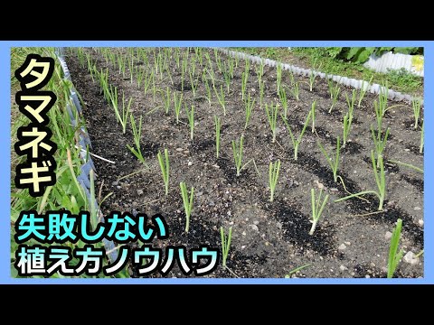 【タマネギ】失敗しない苗の植え方ノウハウ